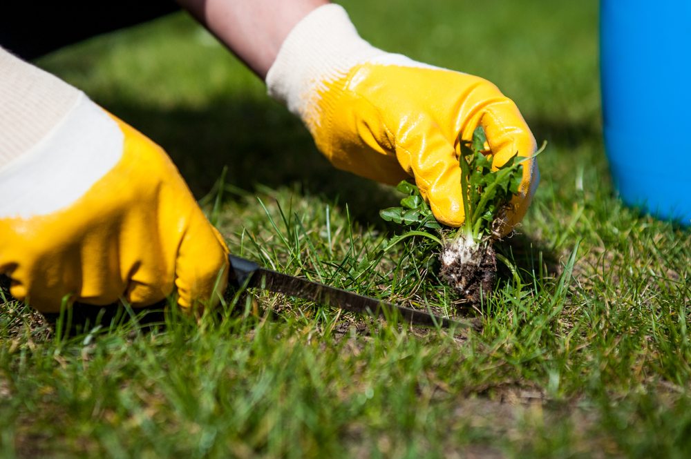 Weeds being removed from lawn