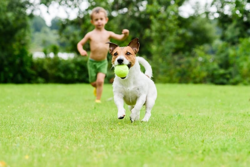 dog running with ball in its mouth