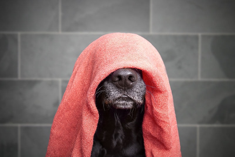 dog with towel over his head