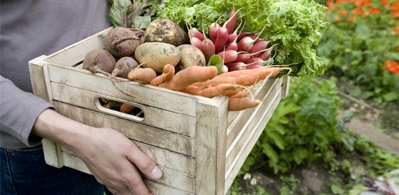 person holding box of vegetables