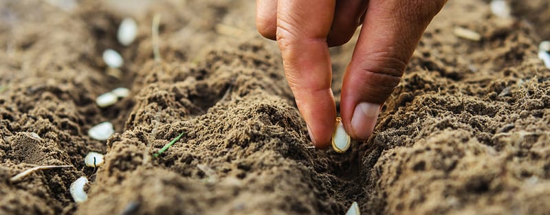 seeds being put in the ground