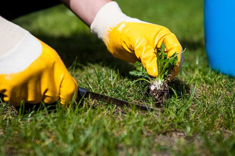 weeds being removed from the lawn