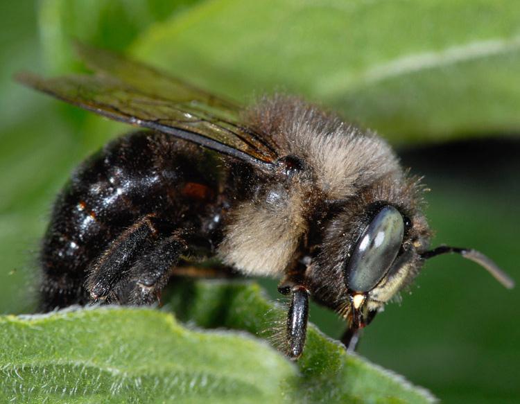 Horsefly Carpenter Bee