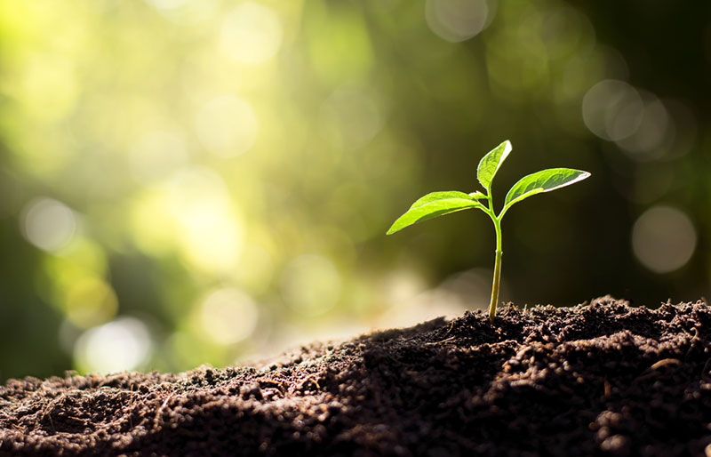 Do Plants Need Soil to Grow