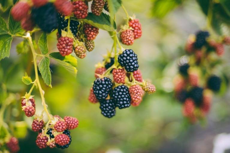 How to Grow Blackberries Types, Pruning, Caring For Them
