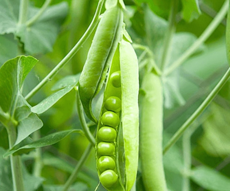 bush beans
