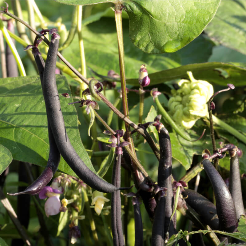 purple bush beans