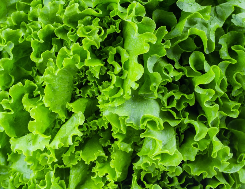 lettuce seen from above