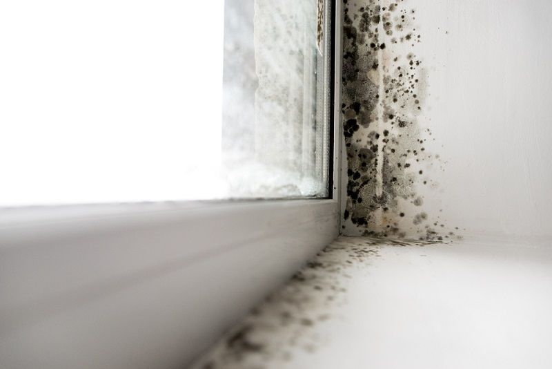 mold in a window