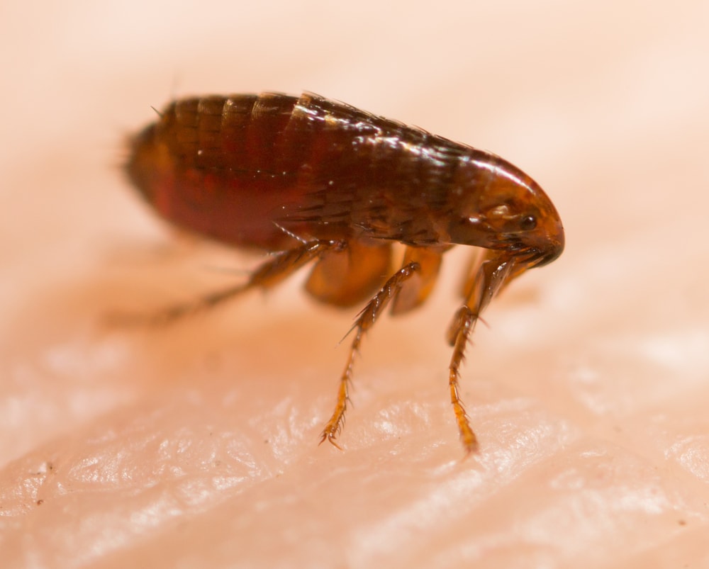 flea sitting on human skin